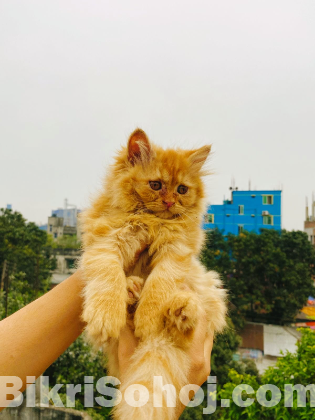 Pure persian cat baby's male and female